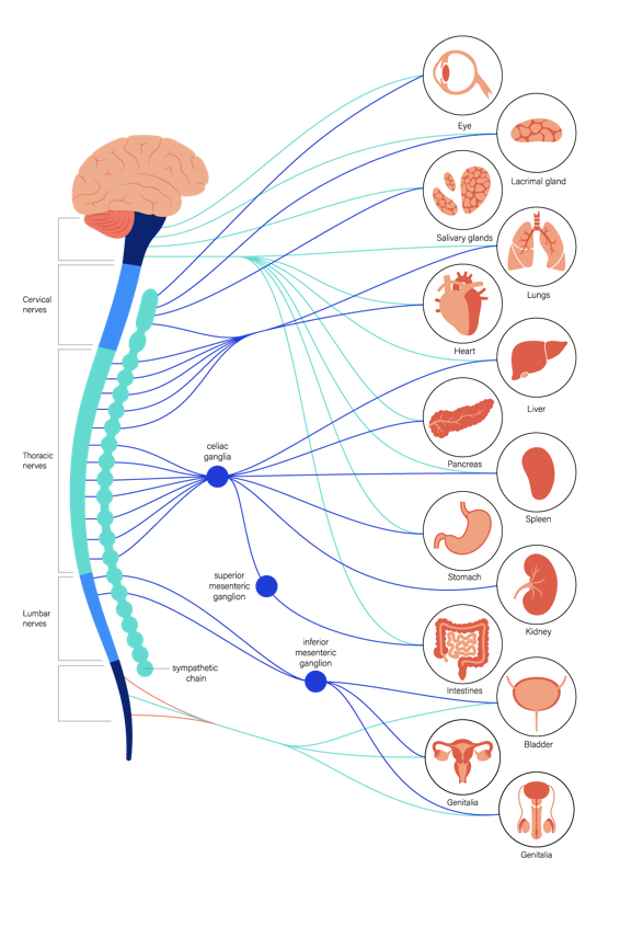 Autonomic Nervous System Diagram